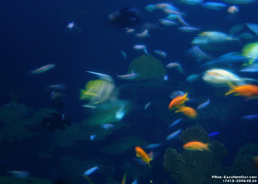 17413CrLeSh - Vancouver Aquarium